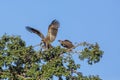 White backed Vultures in Kruger National park, South Africa Royalty Free Stock Photo