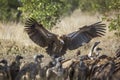 White backed Vultures in Kruger National park, South Africa Royalty Free Stock Photo
