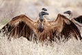 White backed Vultures