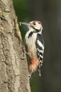 White-backed Woodpecker, Dendrocopos leucotos