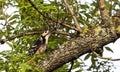 White-backed Woodpecker Royalty Free Stock Photo