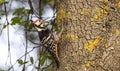 White-backed Woodpecker Royalty Free Stock Photo