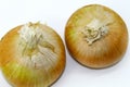 Golden onion vegetable on white background