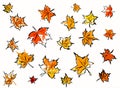White background with maple autumn leaves Royalty Free Stock Photo