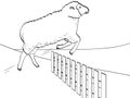 White background, black lines, the sheep jumps over the fence. Training animals on the farm. Vector