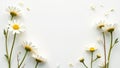 White background, blank frame, chamomile buds Summer, spring mockup , artwork, blank, element