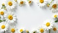 White background, blank frame, chamomile buds Summer, spring mockup , mockup, chamomile, copy space