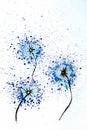 Watercolor drawing. Three dandelions on a white background