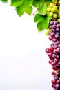 White background bordered by ripe wine grapes and leaves