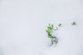 White background with boxwood under snow Royalty Free Stock Photo