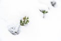 White background with boxwood under snow Royalty Free Stock Photo