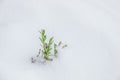 White background with boxwood under snow Royalty Free Stock Photo