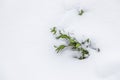 White background with boxwood under snow Royalty Free Stock Photo