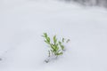 White background with boxwood under snow Royalty Free Stock Photo