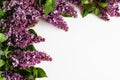 on a white background, branches of blooming purple-pink fragrant lilacs. layout. greeting card. Royalty Free Stock Photo