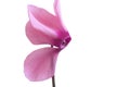 Pink cyclamen flower on white background.