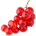 white background. bunch of red currants. garden berries. isolate, cut out. Royalty Free Stock Photo