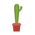 White background with cactus with small branch in pot