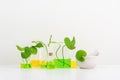 White Background Centella asiatica (gotu) for Biological experiment presentation