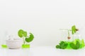 White Background Centella asiatica (gotu) for Biological experiment presentation