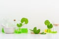 White Background Centella asiatica gotu for Biological experiment presentation