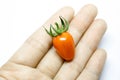 Hand holding fresh cherry tomato Royalty Free Stock Photo
