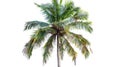 On a white background, a coconut palm tree is isolated. Royalty Free Stock Photo