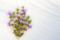 White background with copy space, grass shadows and bunch of wild purple meadow flowers. Royalty Free Stock Photo