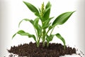 On a white background, corn seedlings grow well in good soil