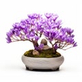 White Background Crocus Bonsai - Clear Isolated Fullframe No Shade Royalty Free Stock Photo