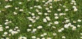 White background daisies in the lawn Green