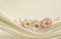 White background with daisies Royalty Free Stock Photo