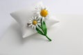 White Background Daisy White Petals Royalty Free Stock Photo