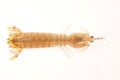 On a white background of del piero shrimp, a kind of Marine organisms, edible mantis shrimp Royalty Free Stock Photo