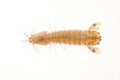 On a white background of del piero shrimp, a kind of Marine organisms, edible mantis shrimp Royalty Free Stock Photo