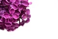 White Background And The Detail Of A Purple Lilac With Delicate Flowers On The Edge Of The Picture