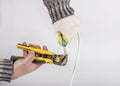 white background. electrical wires. the master removes the insulation with the help of a tool. close-up