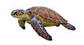 White background emphasizes the turtle s vibrant colors and intricate Royalty Free Stock Photo