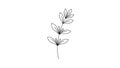 White background emphasizing the elegant simplicity of the botanical Royalty Free Stock Photo