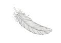 White background, emphasizing the feather\'s delicate design and Royalty Free Stock Photo