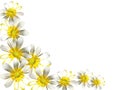 White background with flowers