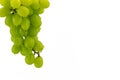 On a white background hangs a branch with grapes pitted Royalty Free Stock Photo