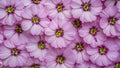 White background highlights striking geranium pelargonium flowers