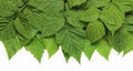 isolated green raspberry or blackberry leaves, cut from the background. a natural banner. Royalty Free Stock Photo