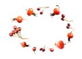 White background with isolated wild autumn Russian Far East berries of hawthorn, rose hips. Copy space, oval frame. effect of thro