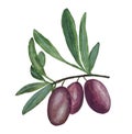 Watercolor olive branch with black berries. Royalty Free Stock Photo