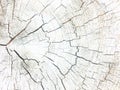 White background large circular piece of wood cross section with tree ring texture pattern and cracks. Backdrop detailed organic n Royalty Free Stock Photo