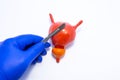 On white background, medical mock-up of bladder with prostate and hand of surgeon in glove with scalpel above organ Royalty Free Stock Photo