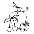 White background of monochrome fruits apple cherries and strawberry