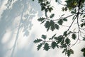 White background with natural tree branch shadow Royalty Free Stock Photo